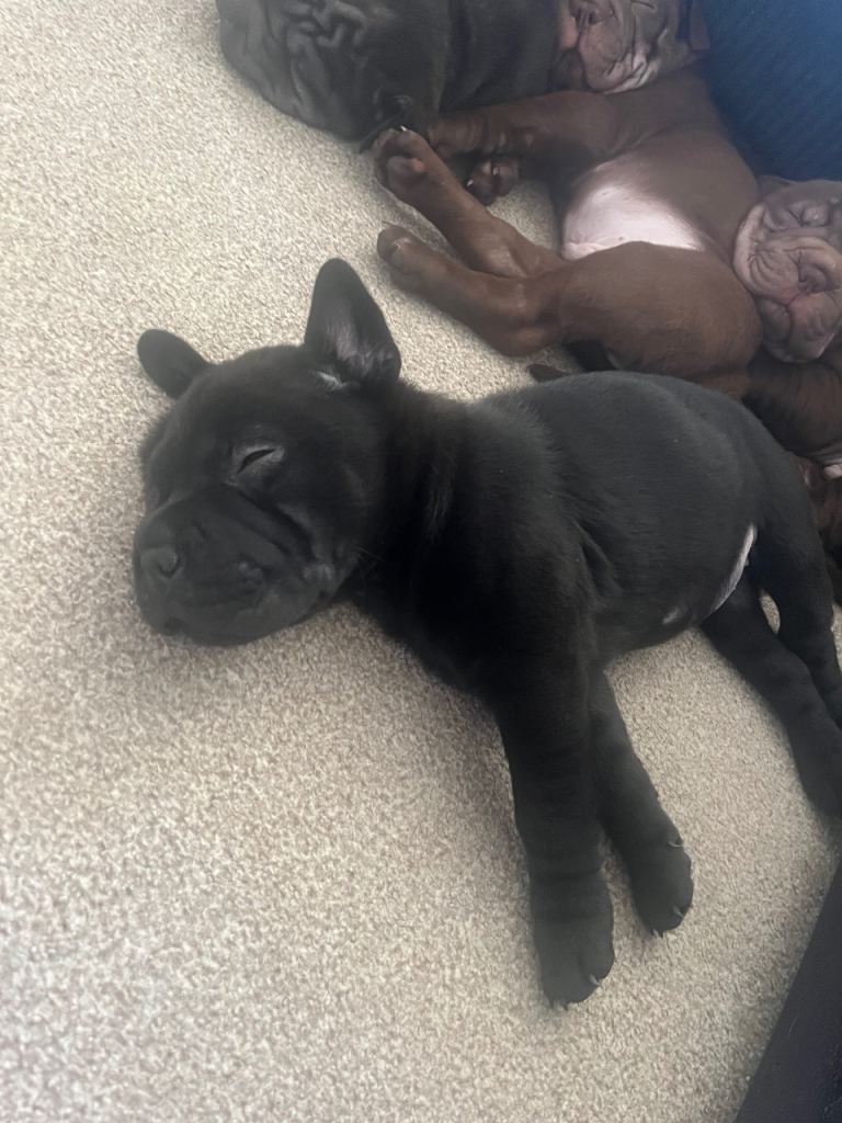 Shar pei puppies