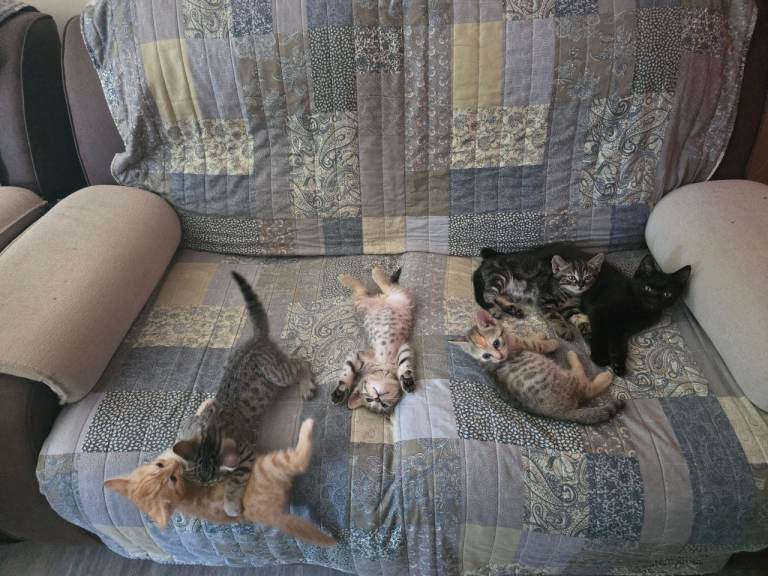 Bengal kittens for sale 