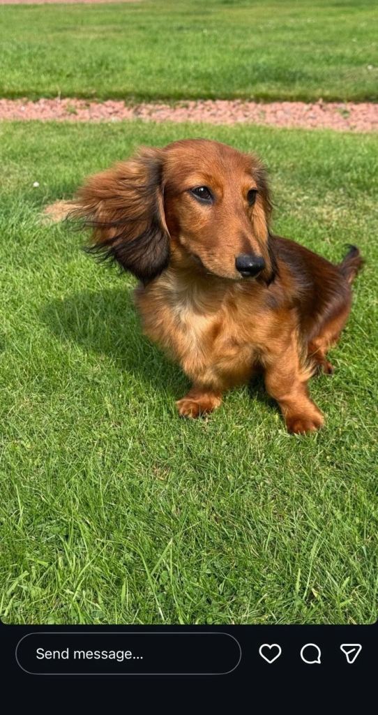 Beautiful Long-Haired Dachshund Puppy