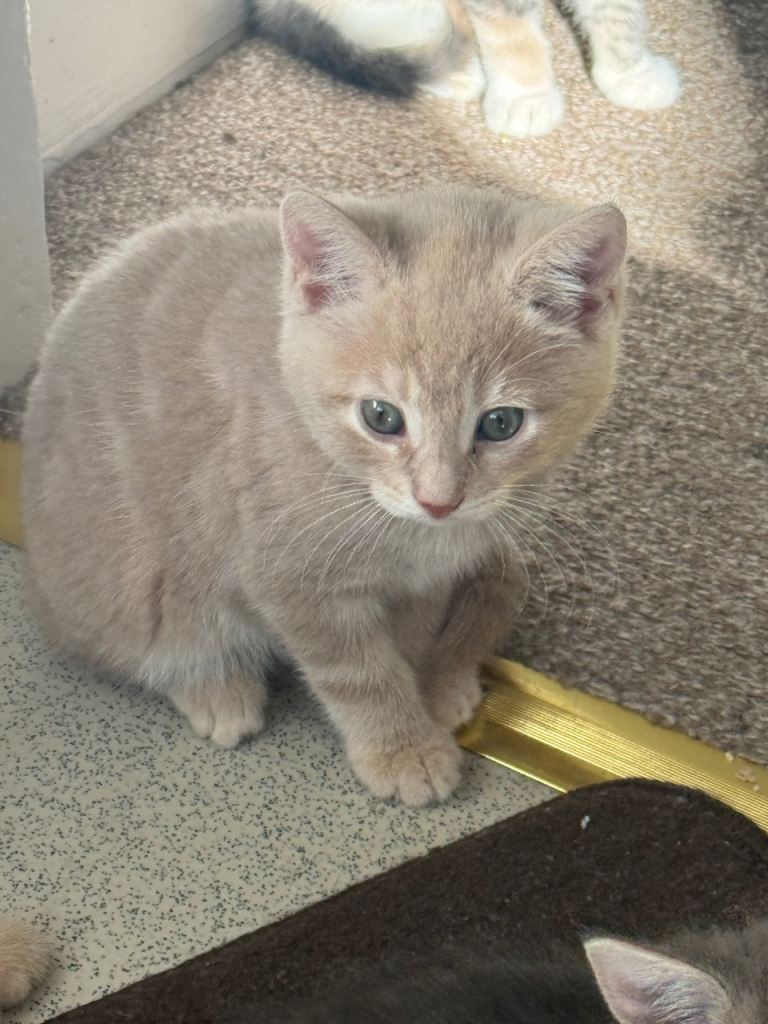 ✨ Sweet 10 weeks old Kittens Ready for New Homes ✨