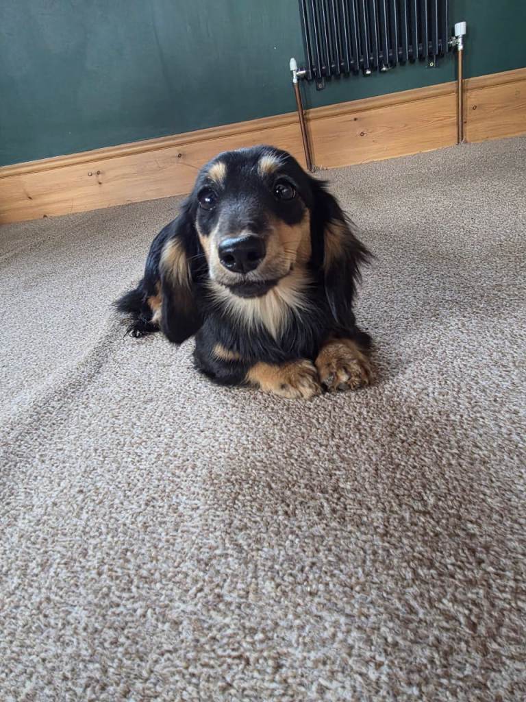 Miniature Dachshund Long Coat