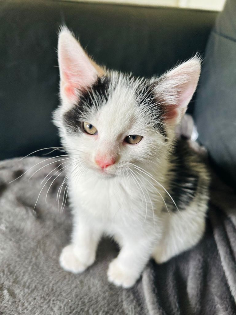 Kittens 