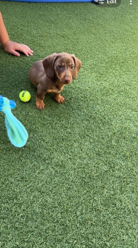 Miniature dashund puppy for sale 