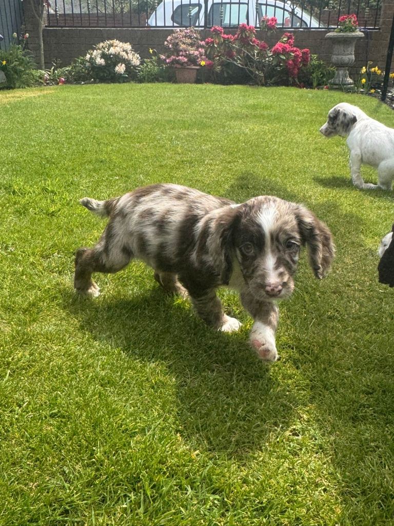 Sproker spaniel puppies