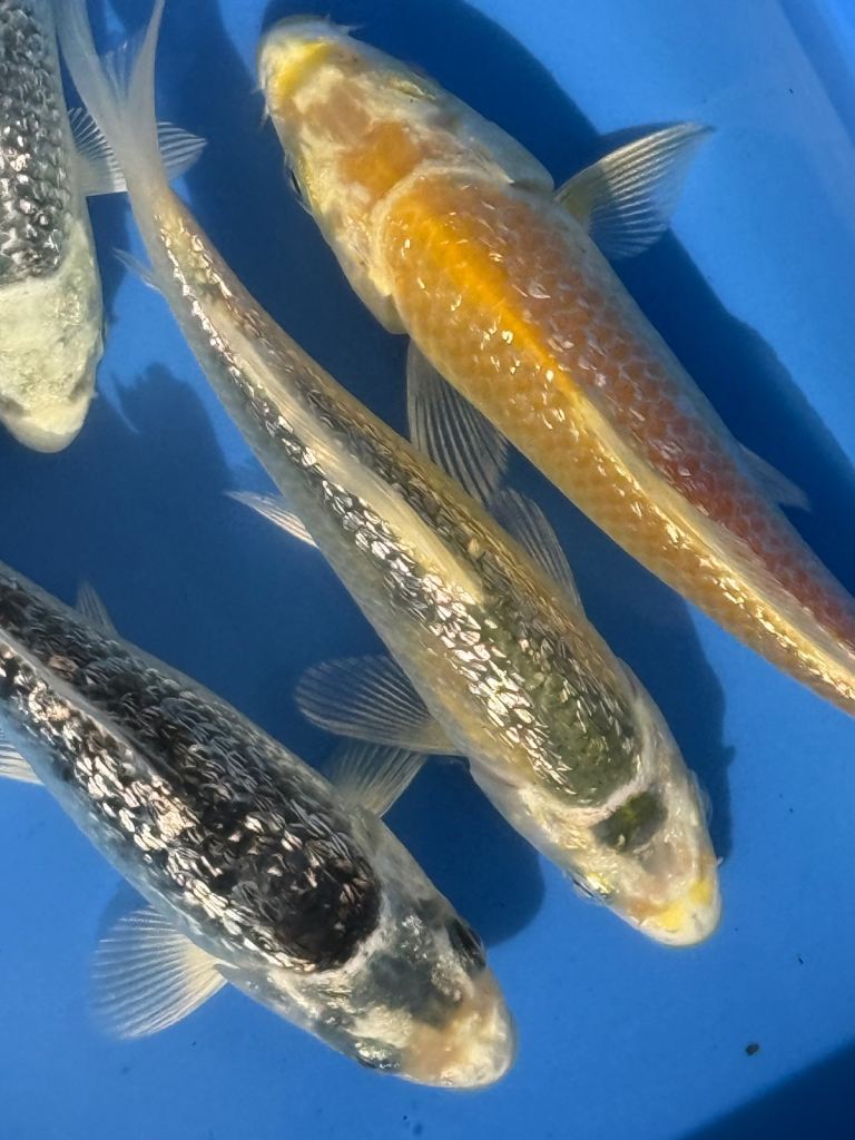 Koi Carp 3-4 Inches stunning Colours and Health