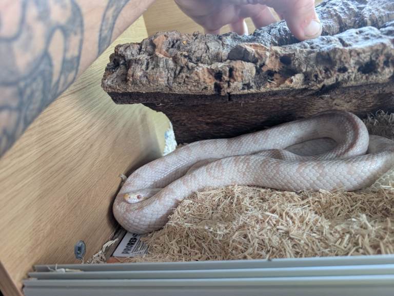 snow cornsnake 