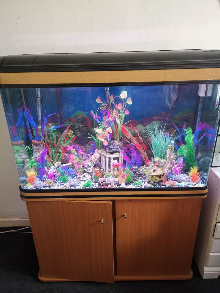 Large fish tank