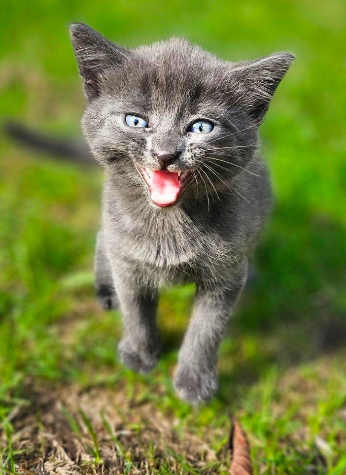 Kittens 