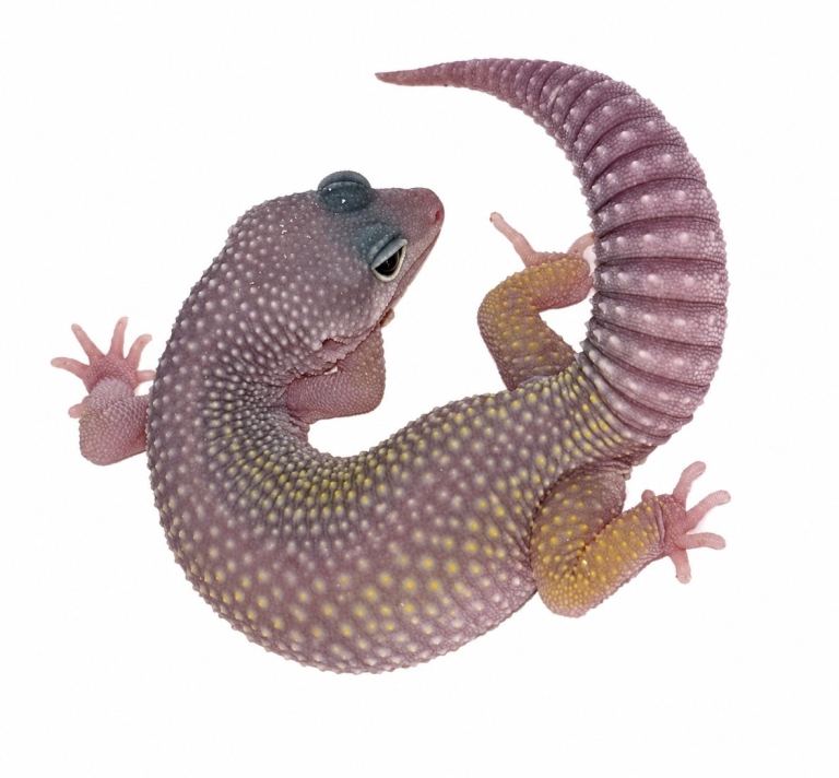 Leopard Gecko