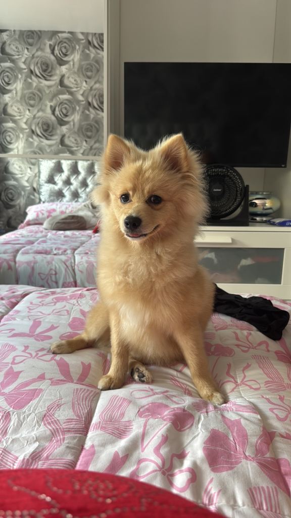 Beautiful Pomeranian 