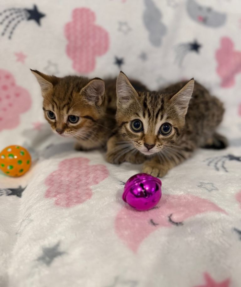 Shorthair x bengal kittens 