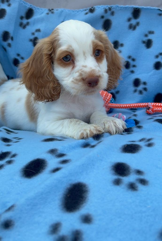 Cocker spaniel puppies for sale !! 