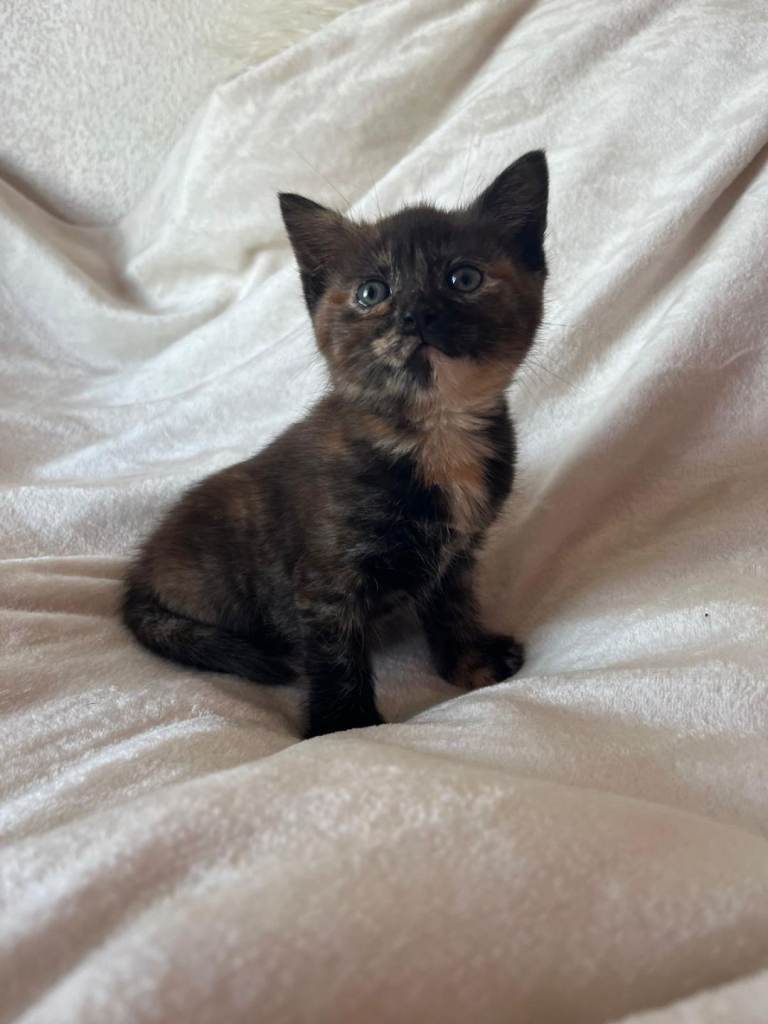 Female kitten 