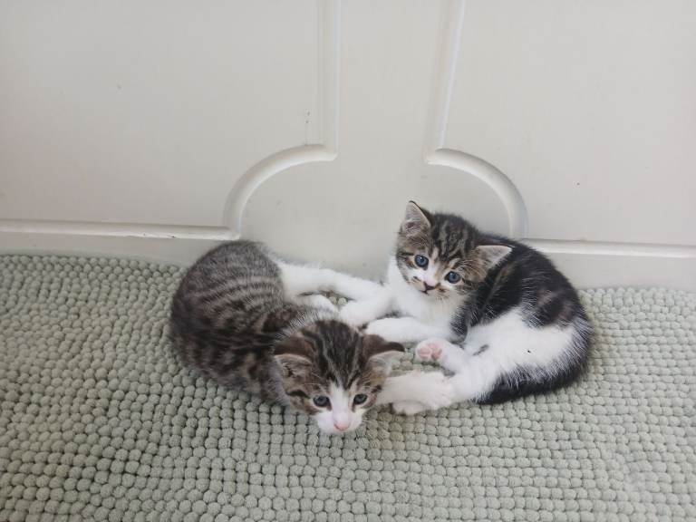 Kittend