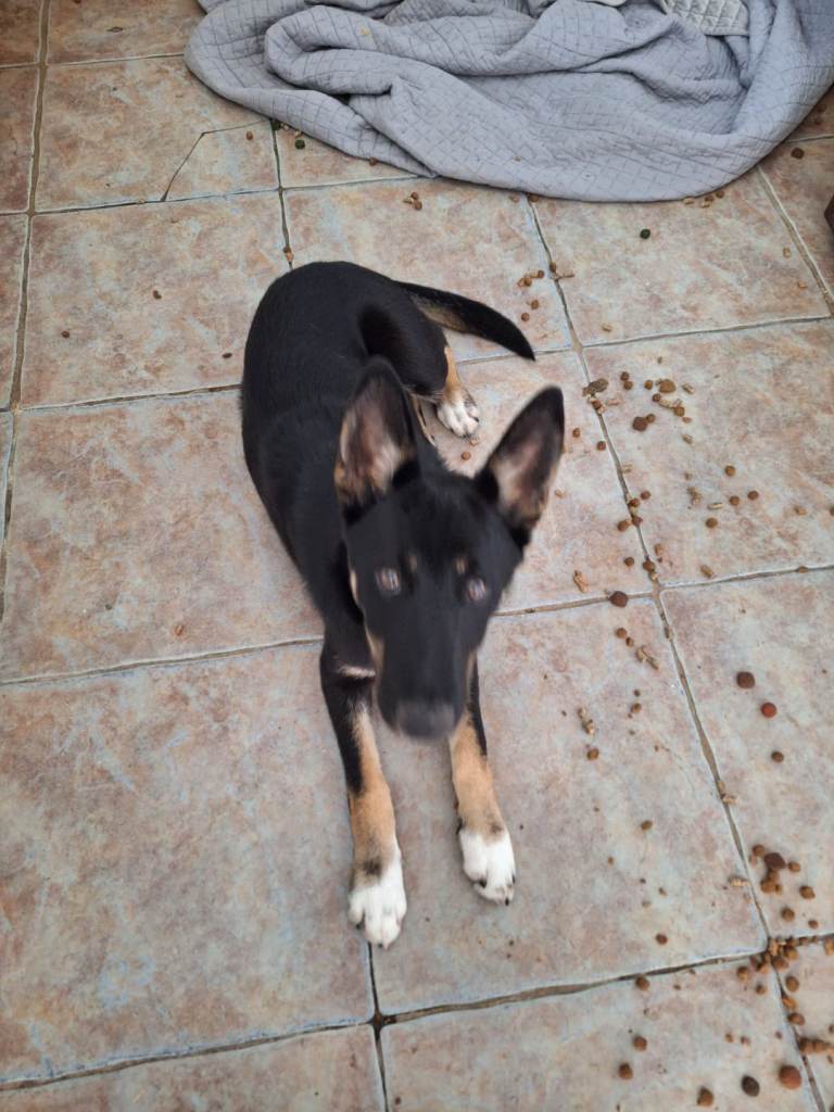 Beautiful GSD/HUSKY bitch