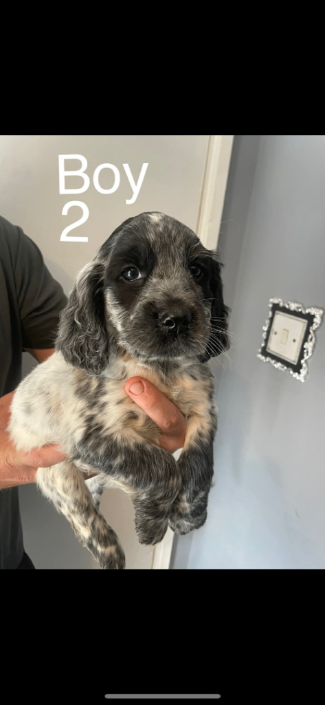 Cocker spaniel 