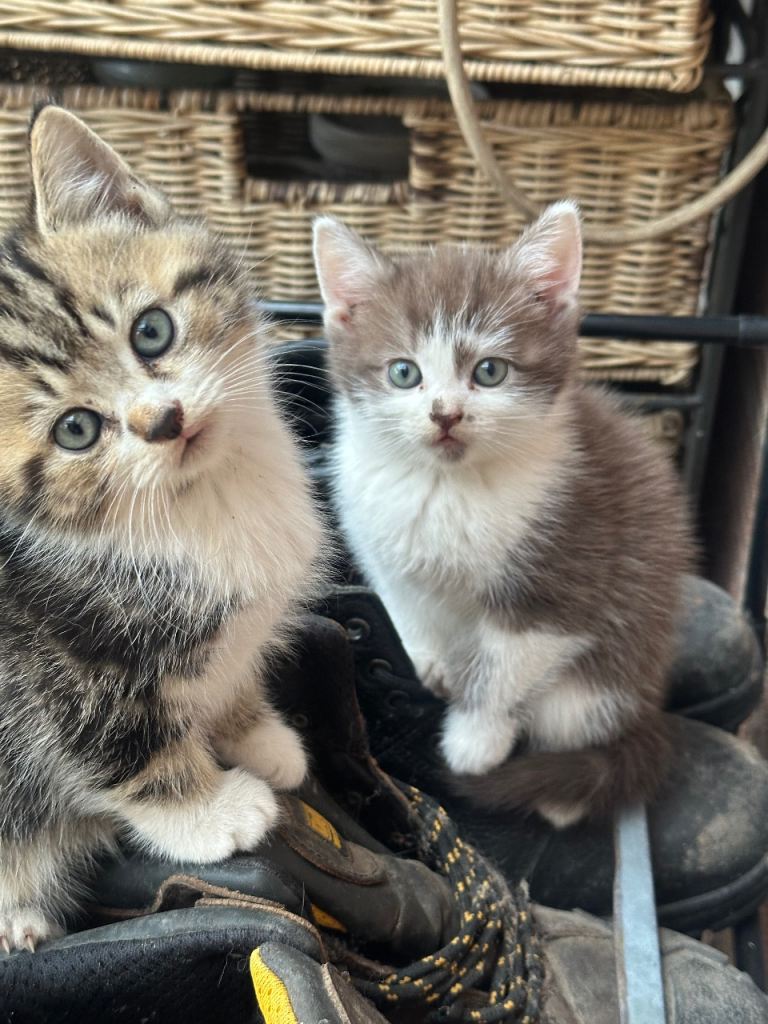 Beautiful Handheld Kittens