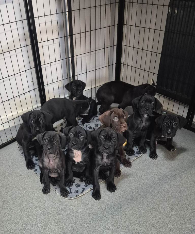 Puppy cane corso