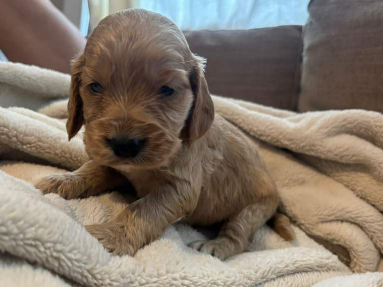 🐾 Beautiful Cocker Spaniel Puppies – 4 Boys & 2 Girls 