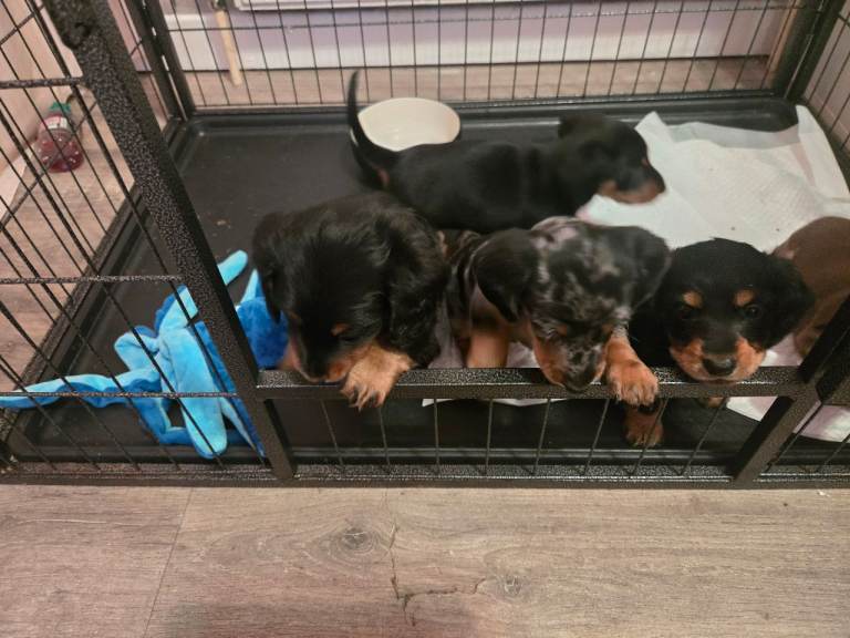 Miniature Dashchunds puppies