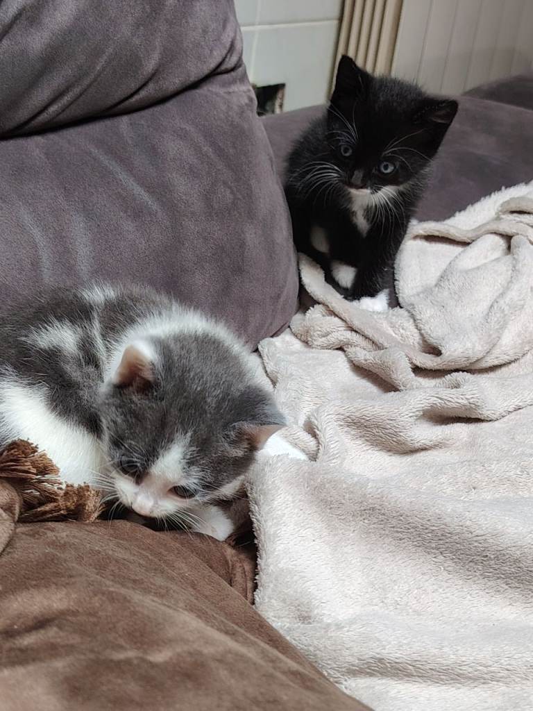 Kitens