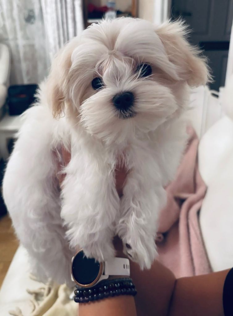 Beautiful Maltese Boy