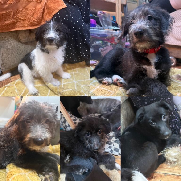 Australian Shepherd cross springer spaniel cross terrier puppies