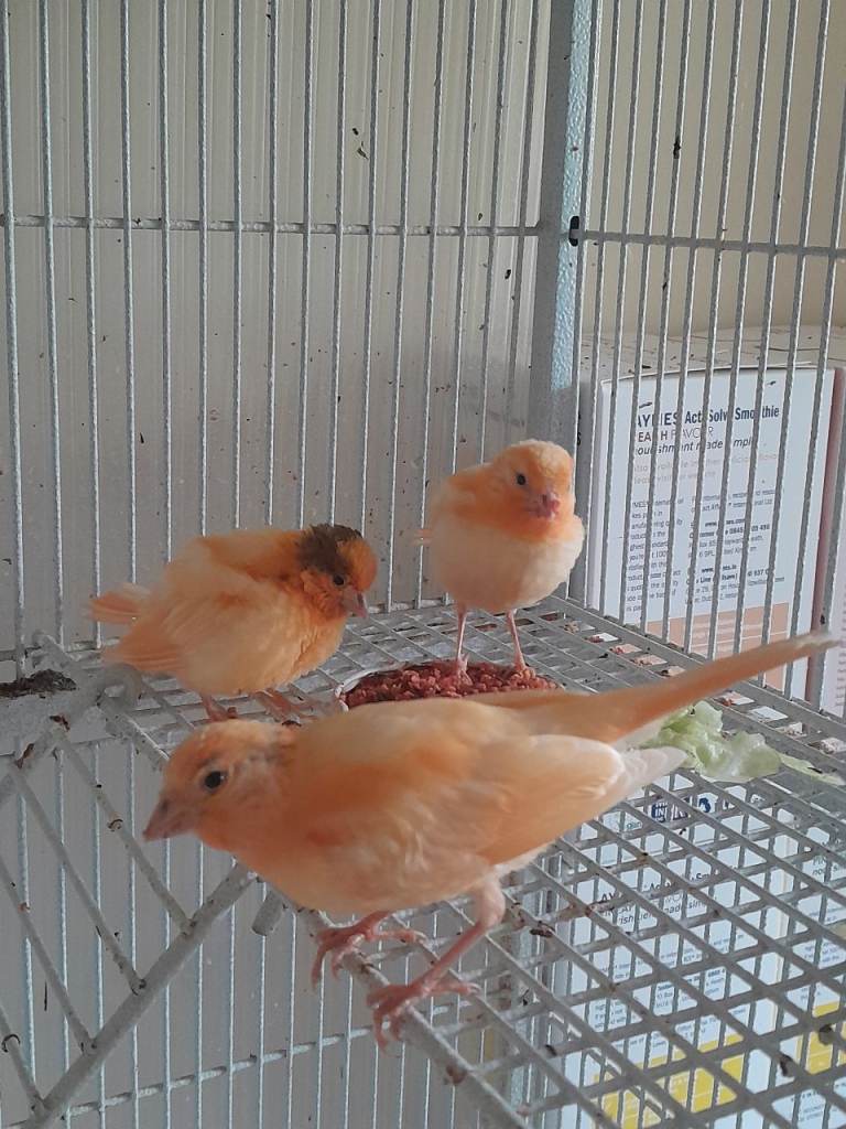 This years Baby Caneries Yellow, Geen and red Factor 