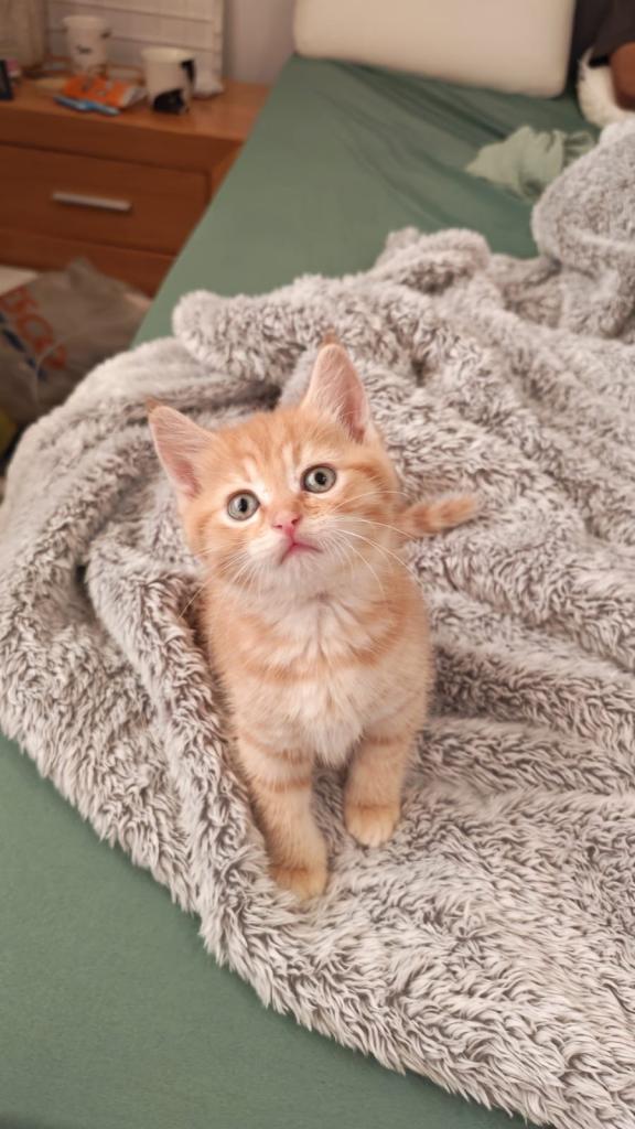 Cute ginger boy left