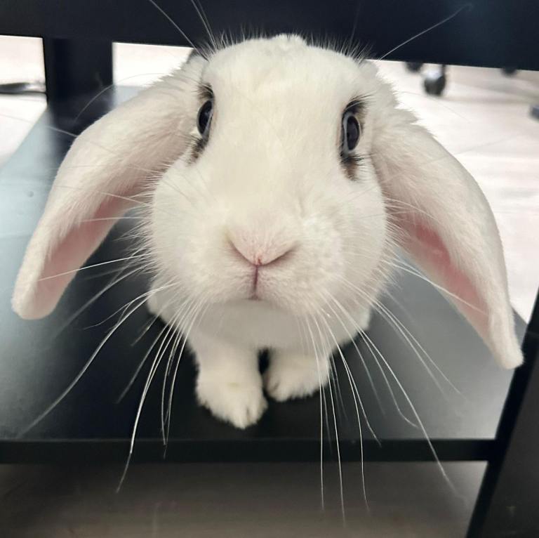 BUNNY RABBIT FOR SALE 