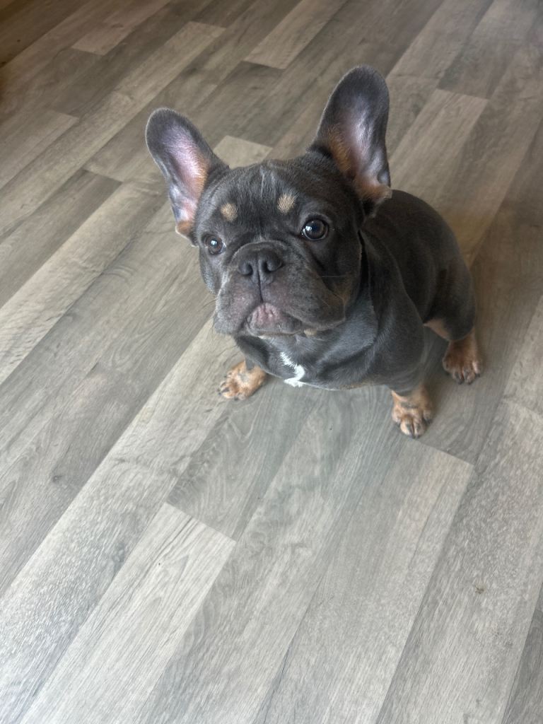 French bulldog 
