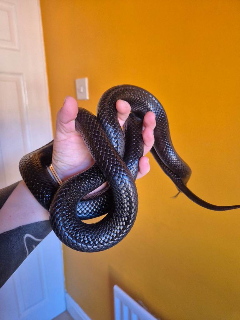 Mexican Black Kingsnake and setup