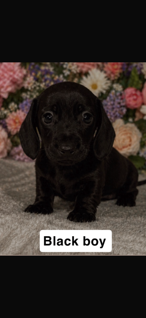 READY NOW-Miniature Dachshunds 