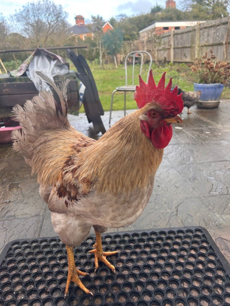 Cockerel for sale