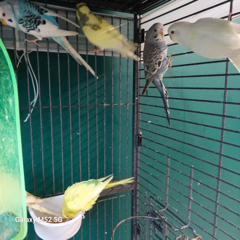 Gorgeous baby budgies 