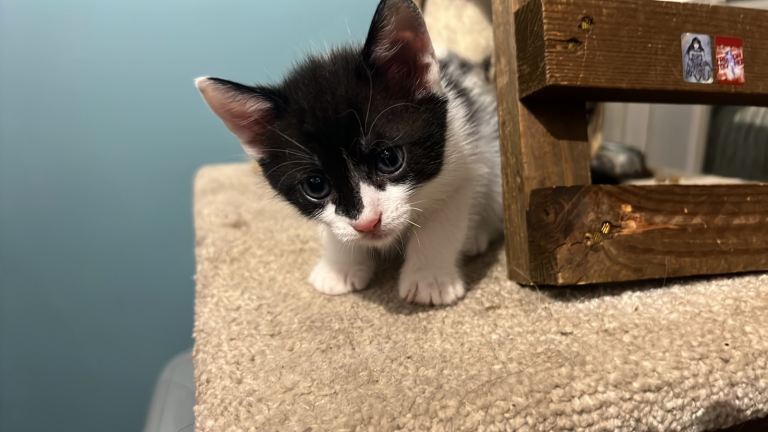 Kittens for rehoming 