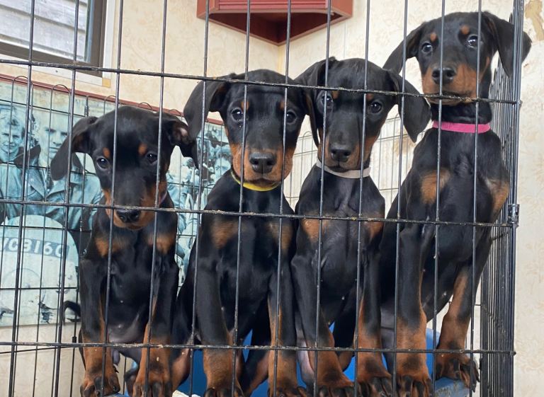 Doberman puppies