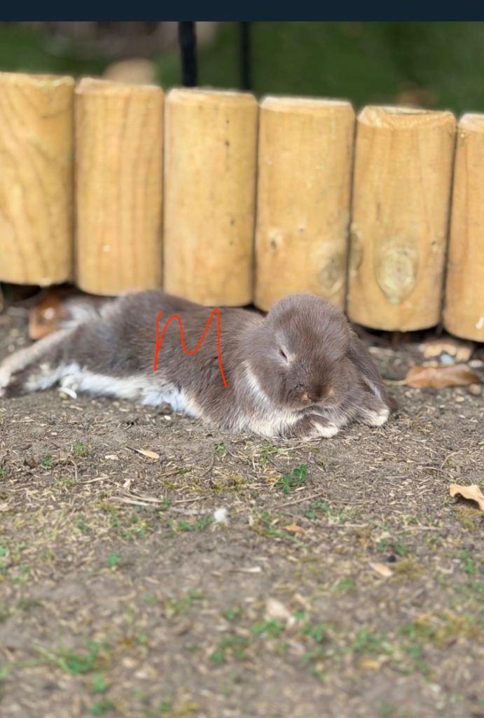 Baby Bunnies 