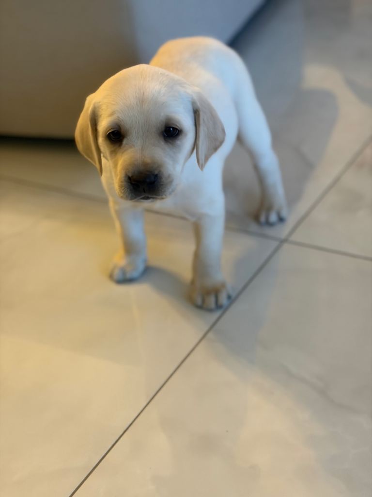 Labrador puppies ready for their forever homes 
