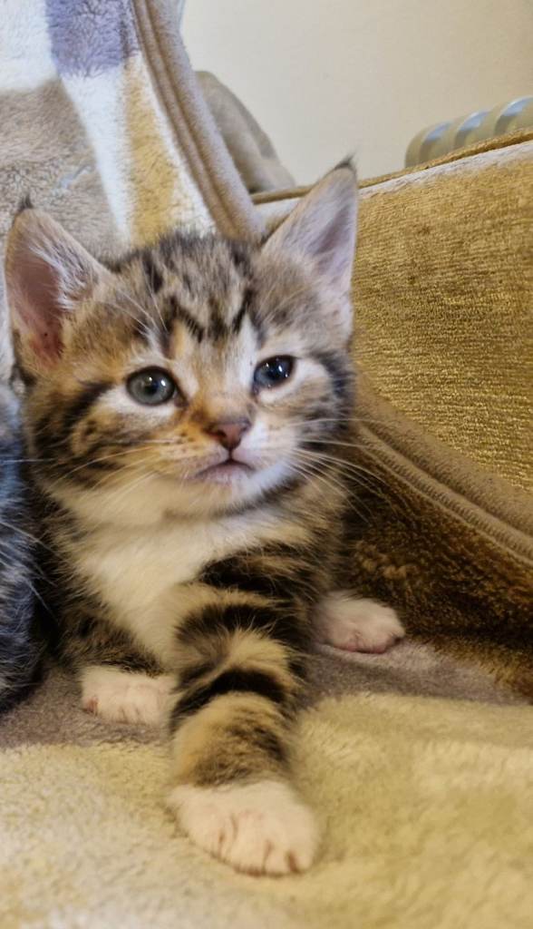 Sweet Kitten 😸 