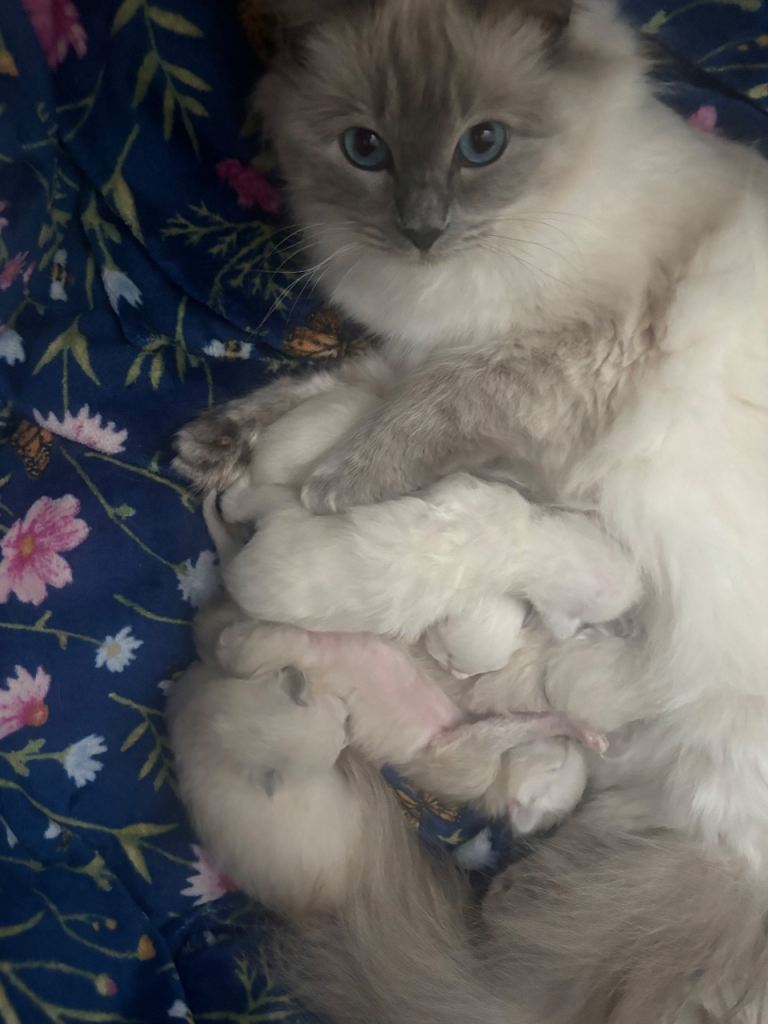 Ragdoll kitties