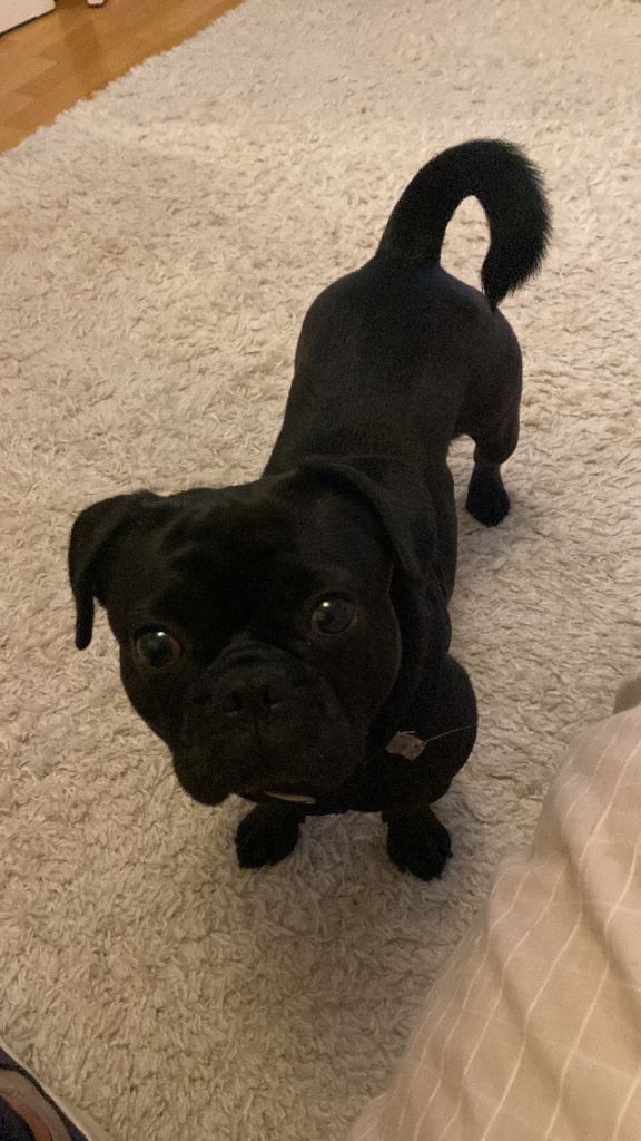 French bulldog