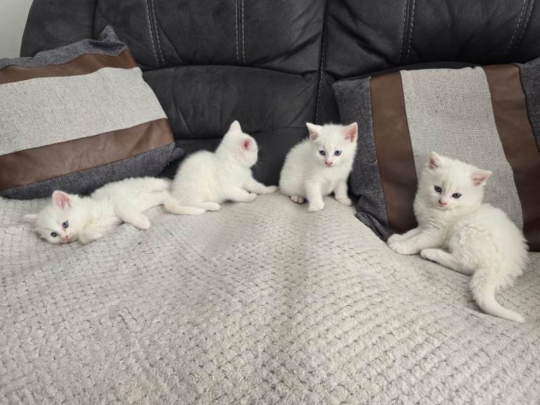 Pure white kittens for sale