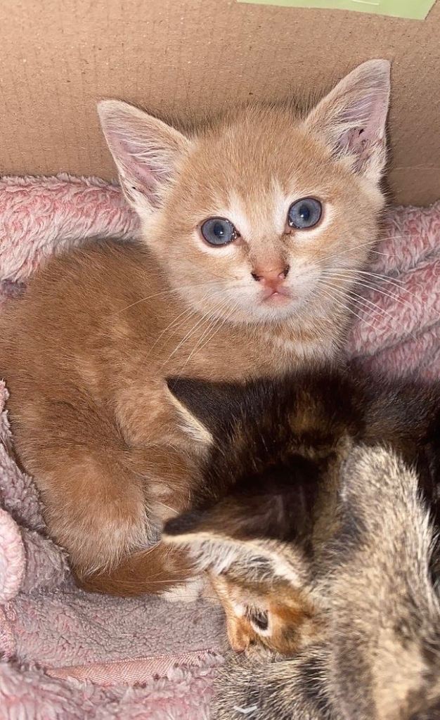 beautiful kittens 