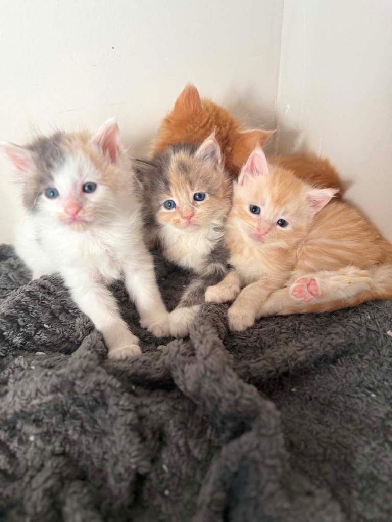 Maine coon kitten 