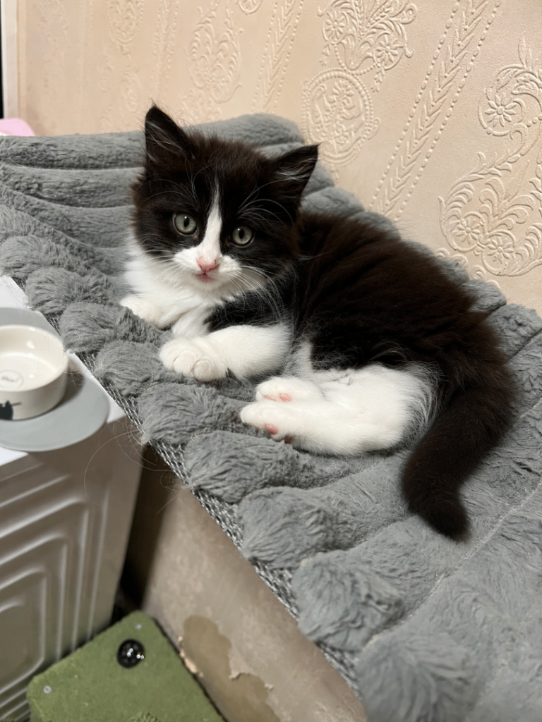 Beautiful Ragdoll Cross Girl Looking for Loving Homes 🐾