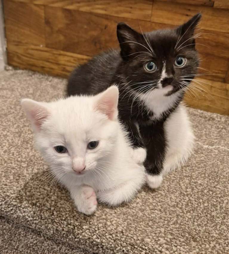 2 beutiful 9wk old female kittens.