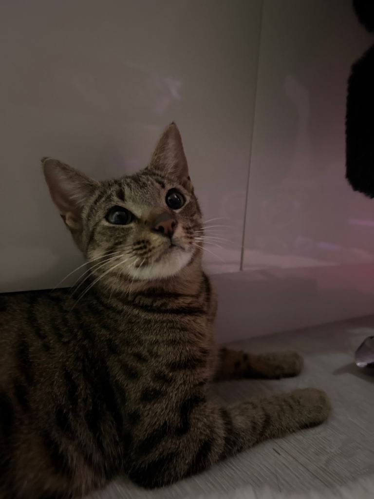 Domestic short hair female 