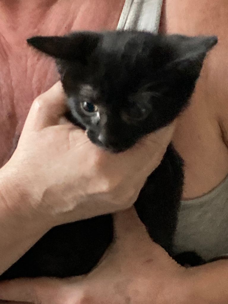 Black Tortoiseshell kitten