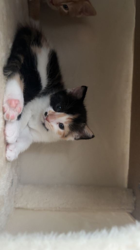 Kittens looking for new home. 